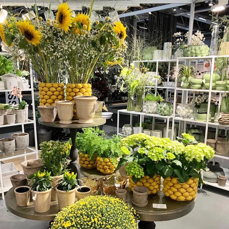 Kruka citroner - endast upphämtning i butik