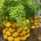 Kruka citroner